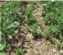 Herbicide-Resistant Weed Management Strategies