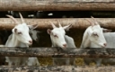 Goats 101 Webinar Archive