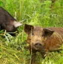 Ask Extension: Can I Raise Pigs on Pasture? by Nancy Glazier