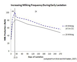 Increasing Milking Frequency and Implications on Mammary Cell Dynamics