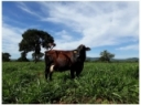Shielding grazing dairy cows from heat stress