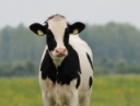 Dairy Advancement Program receives continued funding