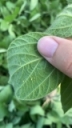 Adding an Insecticide to your Soybean Herbicide Tank Mix
