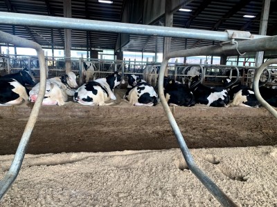 8 Ways to Reduce Somatic Cell Counts in Your Dairy Cows