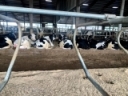 8 Ways to Reduce Somatic Cell Counts in Your Dairy Cows