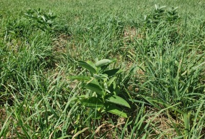 Perennial Weed Control in Grass Forages