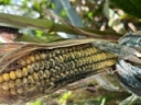 Corn Ear Rots and Mycotoxins