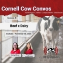 New PRO-DAIRY and CCE Dairy Specialists Podcast - Cornell Cow Convos