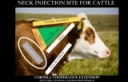 Cattle Injection Tips