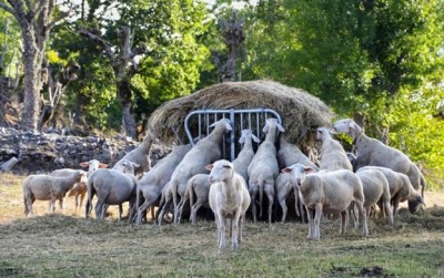 Cornell Sheep Flock Protocols to Manage Listeriosis