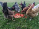 Tips and Tricks for Feeding Laying Hens