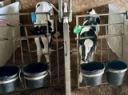 Are your calves eating enough starter at weaning? by Camila Lage