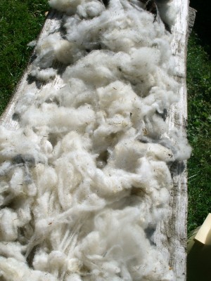 Wool Pickup Opportunity - April 21-22 2024