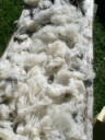 Wool Pickup Opportunity - April 21-22 2024