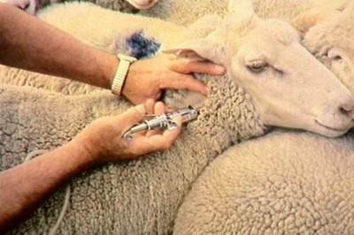 Clostridial Disease Prevention by Vaccination in Lambs and Kids