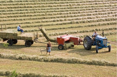 Producing Low Sugar Hay - Some Considerations