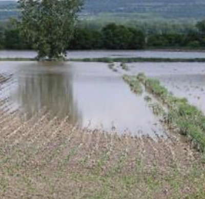 Assessing Forage Crop Damage from Recent Weather Events