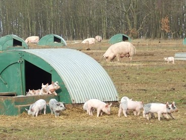 Raising Pigs on Pasture: Lessons Learned from North Carolina