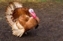 Selling Turkeys This Year? Reminders for Labeling and Handling