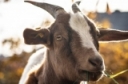 Internal Parasite IPM Project for Sheep and Goat Producers Looking for Farms!