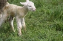 Coccidia and Small Ruminants