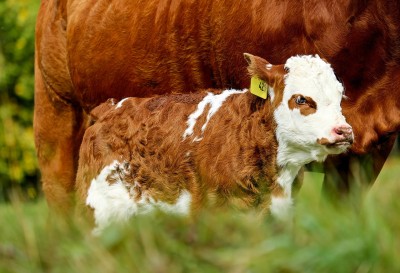 Can Feeding Time Alter Birthing Time?