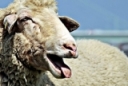 Small Ruminant Dewormer Drug Classes