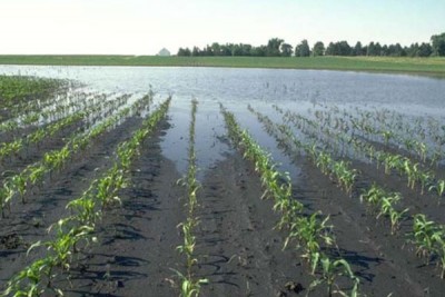 Rain vs. Herbicides