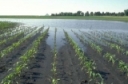 Rain vs. Herbicides