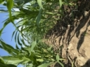 Pricing Corn Silage - Preliminary Fall 2025 Estimates