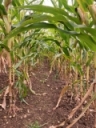 Corn Silage: Rain Following Dry Conditions