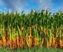 Management Considerations for Immature and Frosted Corn Silage