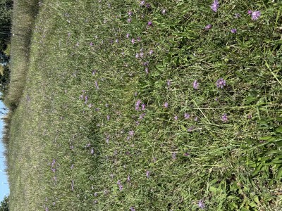 Who Invited Knapweed?