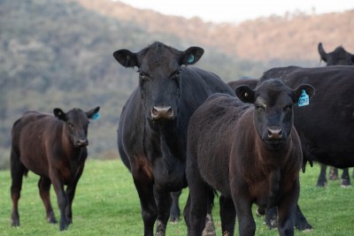 Selecting Replacement Heifers: Building a Productive Cowherd for the Future