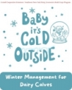 Baby, It's Cold Outside: Winter Management for Dairy Calves