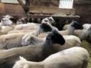 What Did we Learn About Internal Parasites in Small Ruminants this Year?