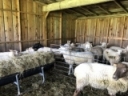 Using Barns to Manage Barber Pole Worm Infections in Small Ruminants
