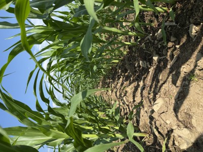 Framing the Discussions on BMR Corn