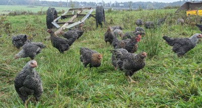 Conclusions of CCE Pastured Broiler Study Improve Production & Profits