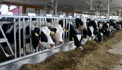 The Dairy Market Today