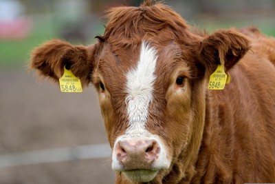 What Adds Value to a Beef Calf?