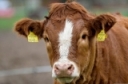 What Adds Value to a Beef Calf?