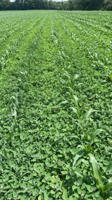 Dry Weather and Residual Herbicides: What Should Growers Expect?
