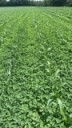 Dry Weather and Residual Herbicides: What Should Growers Expect?