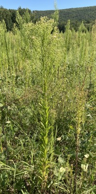 The Rise of Herbicide Resistant Weeds