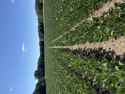 POST Herbicide Applications During Hot Weather