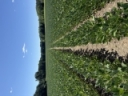 POST Herbicide Applications During Hot Weather