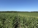 Does Fungicide Application Pay in Corn?