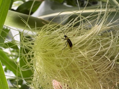 The Root of the Problem: Battling Western Corn Rootworm