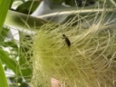 The Root of the Problem: Battling Western Corn Rootworm